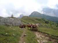 /album/foto-2011-C-/dsc09603b-jpg/